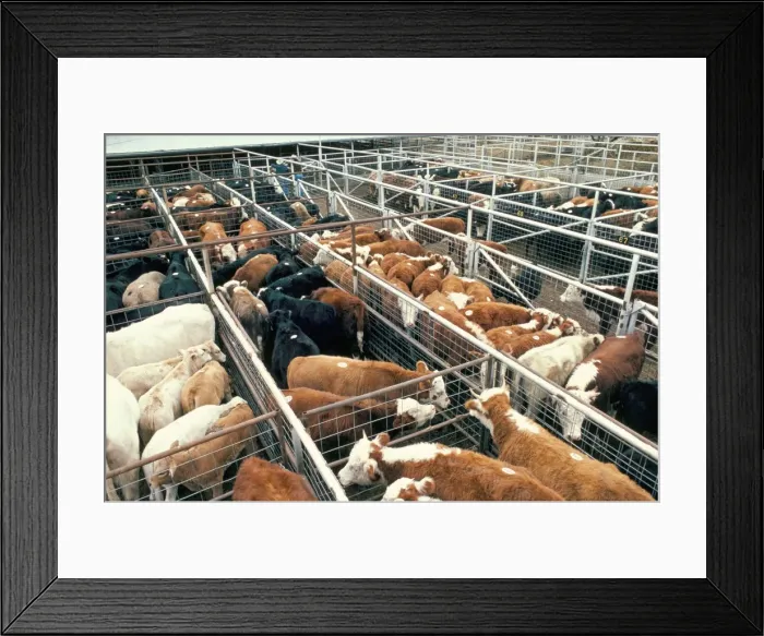 Framed Print : Breeding grazing feed lot Framed Print : Breeding grazing feed lot