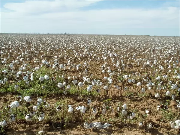 Cotton, Texas