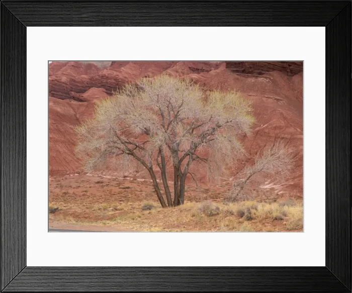 Framed Print : Cottonwood tree, Capitol Reef National Park Framed Print : Cottonwood tree, Capitol Reef National Park