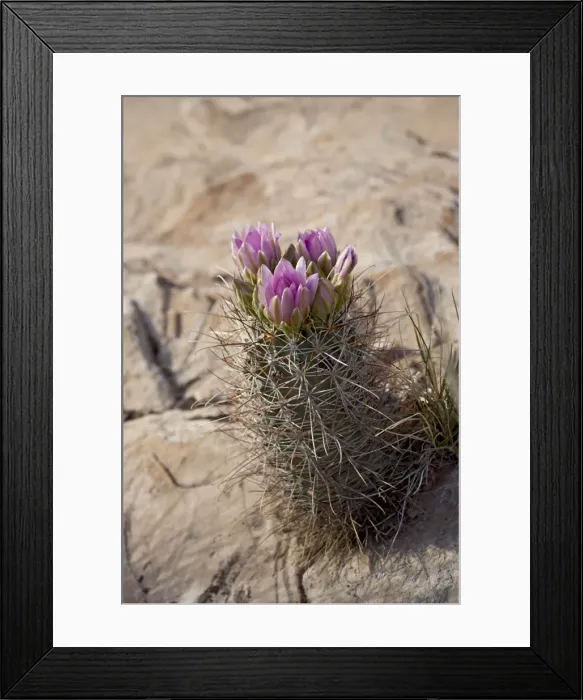 Framed Print : 27071_work Framed Print : 27071_work