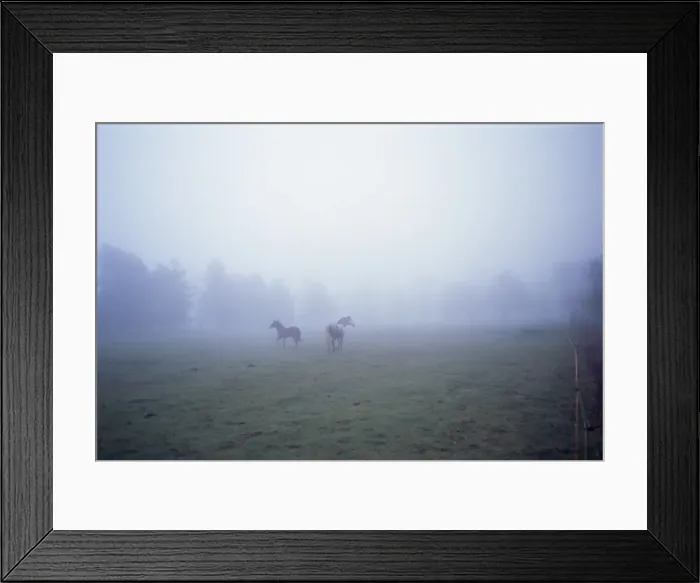 Framed Print : Horses running in mist Framed Print : Horses running in mist