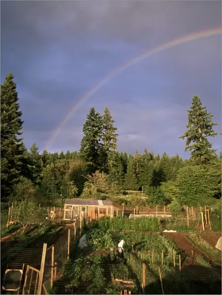 Farmer tending organic vegetable garden