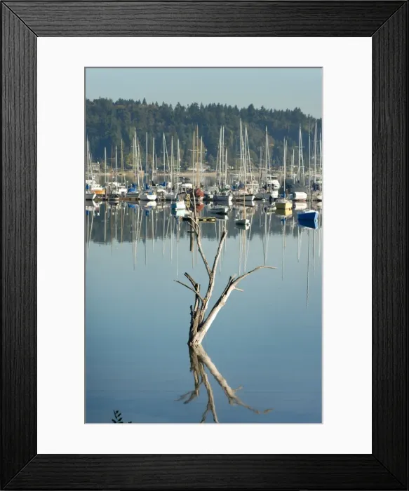 Framed Print : A dead tree and its reflection in the Quartermaster Marina Framed Print : A dead tree and its reflection in the Quartermaster Marina