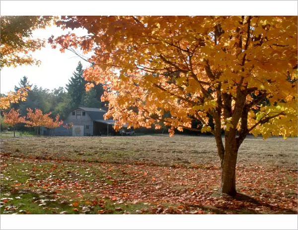 Maple trees in full autumn color and barn in background