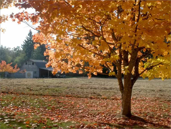 Maple trees in full autumn color and barn in background