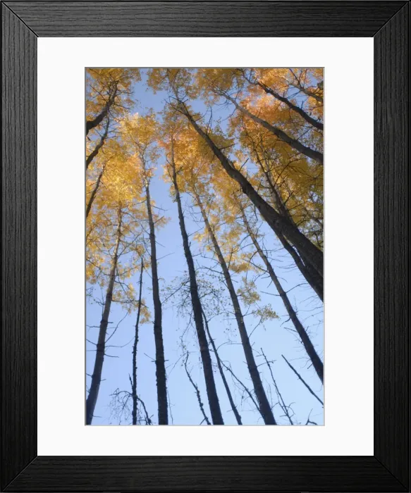 Framed Print : Aspen trees (Populous tremuloides) in late day light Framed Print : Aspen trees (Populous tremuloides) in late day light