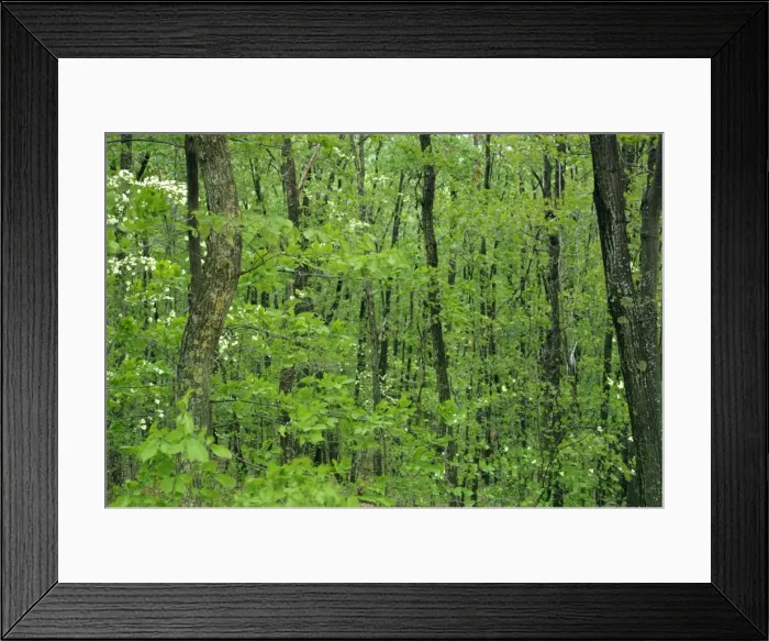 Framed Print : Decidous woodland Framed Print : Decidous woodland