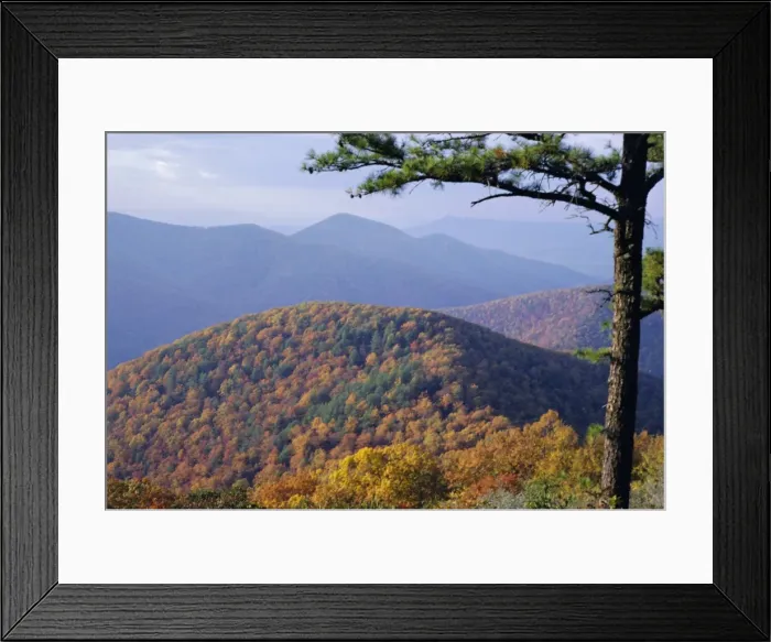 Framed Print : Autumn forest landscape near Loft Mountain Framed Print : Autumn forest landscape near Loft Mountain