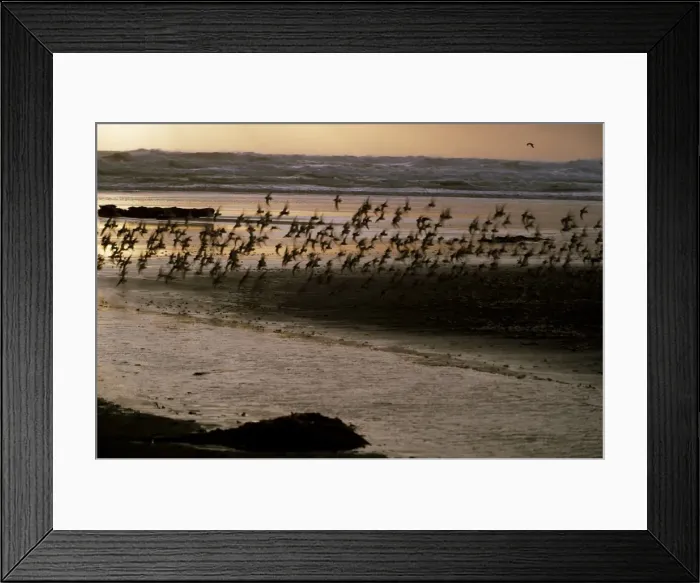 Framed Print : Birds flying over shore of the Pacific Ocean Framed Print : Birds flying over shore of the Pacific Ocean