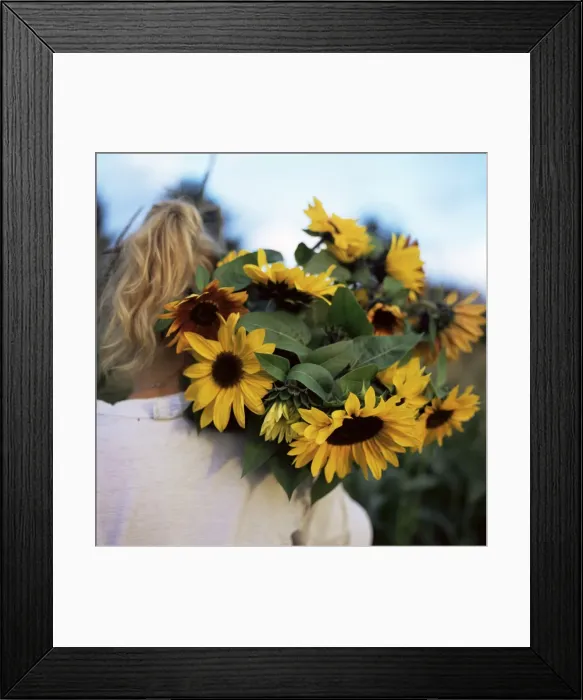 Framed Print : Sunflowers being carried by grower Framed Print : Sunflowers being carried by grower