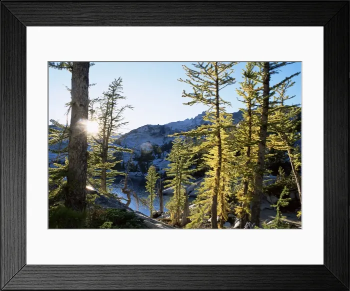 Framed Print : Alpine larch trees (Larix lyalli) Framed Print : Alpine larch trees (Larix lyalli)