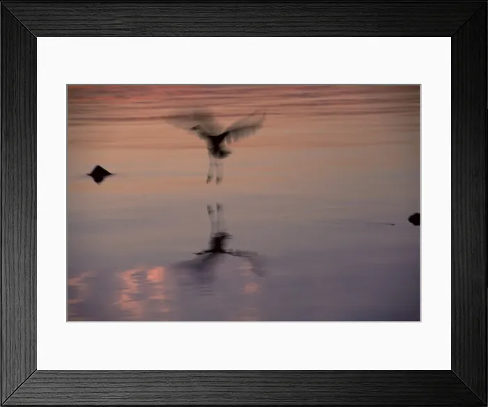 Framed Print : Great blue heron (Ardea herodius) Framed Print : Great blue heron (Ardea herodius)