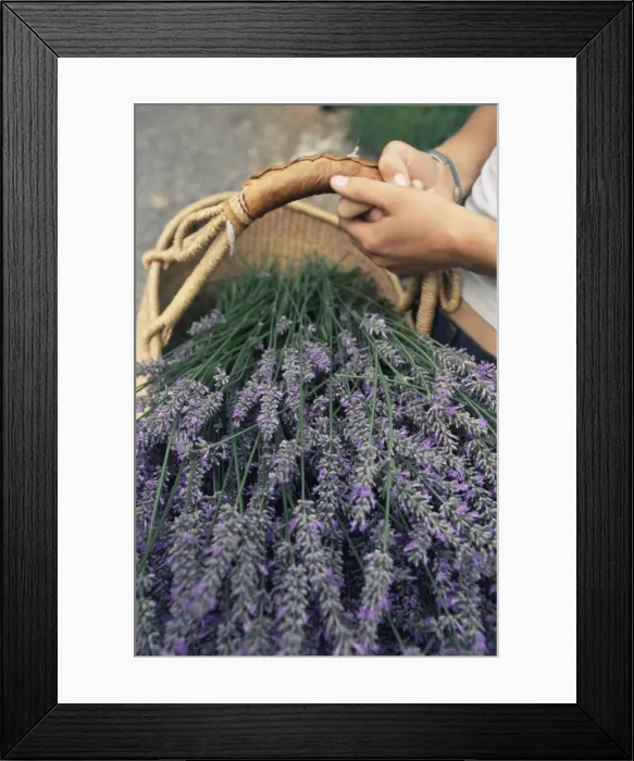 Framed Print : Lavender harvest Framed Print : Lavender harvest