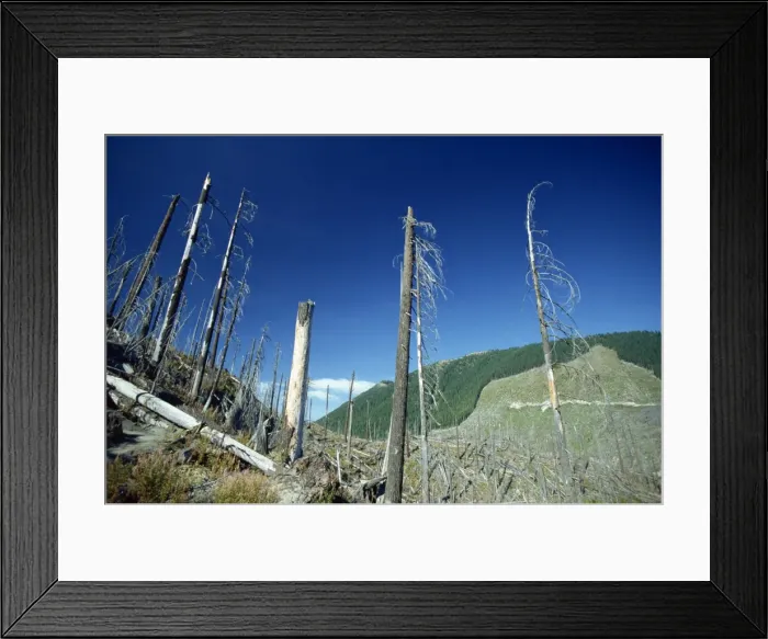 Framed Print : Dead trees in the Mount St Framed Print : Dead trees in the Mount St