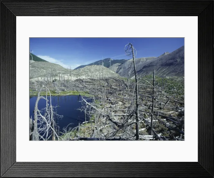 Framed Print : Ryan Lake and some of the millions of trees north of Mount St Framed Print : Ryan Lake and some of the millions of trees north of Mount St