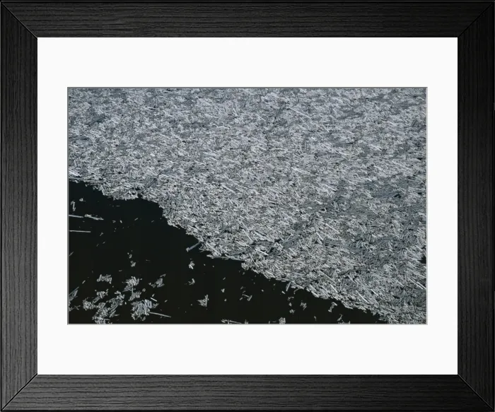 Framed Print : Thousands of trees blown down by the 1980 eruption Framed Print : Thousands of trees blown down by the 1980 eruption