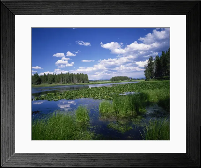 Framed Print : Water lilies on Swan Lake