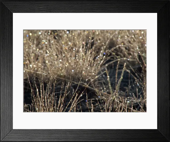 Framed Print : Frosted sagebrush at dawn Framed Print : Frosted sagebrush at dawn