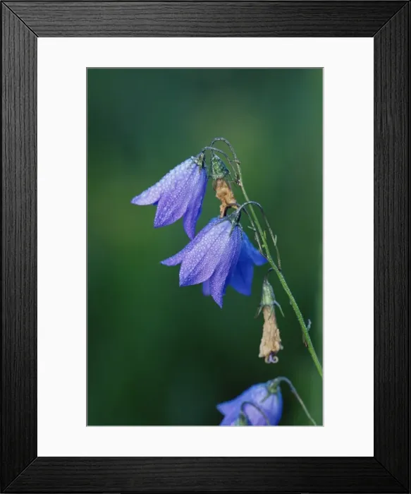 Framed Print : Harebell (Campanula rotundifolia) Framed Print : Harebell (Campanula rotundifolia)