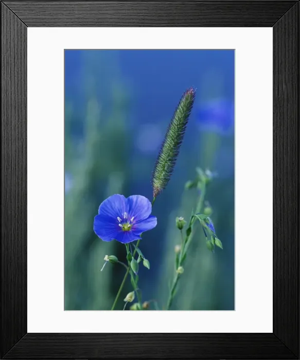 Framed Print : Wild blue flax (Linus perenne lewisii) Framed Print : Wild blue flax (Linus perenne lewisii)