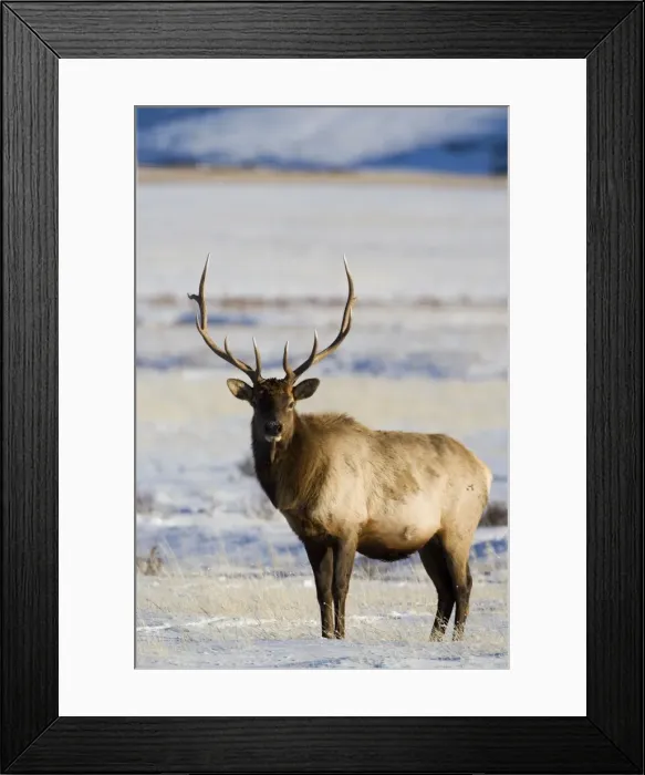 Framed Print : Bull elk (Cervus canadensis) in the snow Framed Print : Bull elk (Cervus canadensis) in the snow