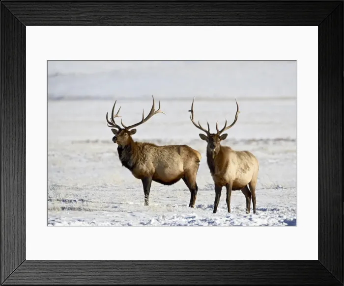 Framed Print : Two bull elk (Cervus canadensis) in the snow Framed Print : Two bull elk (Cervus canadensis) in the snow