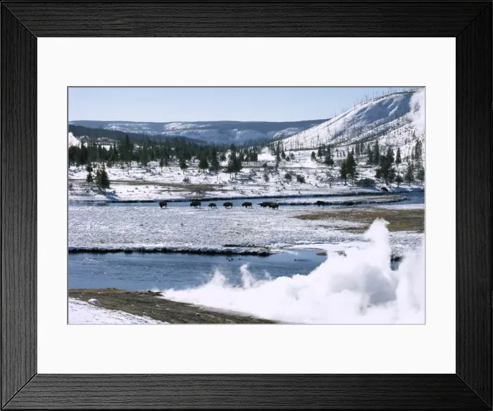 Framed Print : Buffalo beside Firehole River in winter in Midway geothermal basin Framed Print : Buffalo beside Firehole River in winter in Midway geothermal basin