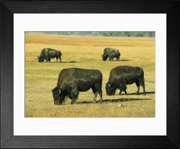 Framed Print : Bison, Yellowstone National Park Framed Print : Bison, Yellowstone National Park