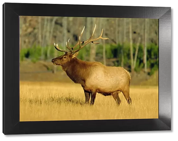 Elk, Yellowstone National Park