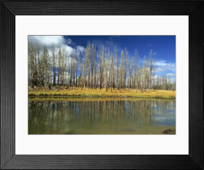 Framed Print : Dead aspens, Hayden Valley Framed Print : Dead aspens, Hayden Valley