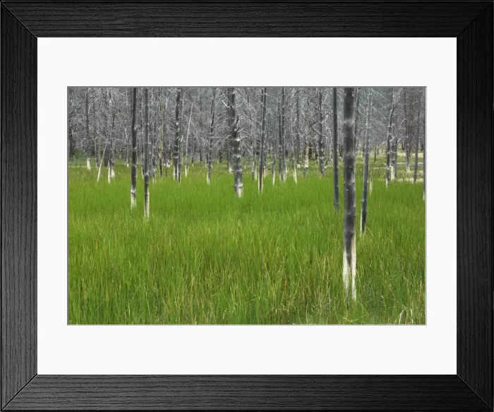 Framed Print : D2x070608013 Framed Print : D2x070608013