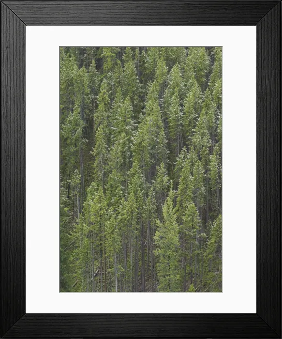 Framed Print : D2x070607000 Framed Print : D2x070607000