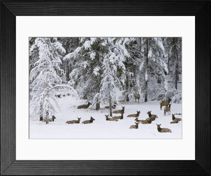 Framed Print : SP022393. Elk herd, Yellowstone National Park Framed Print : SP022393. Elk herd, Yellowstone National Park