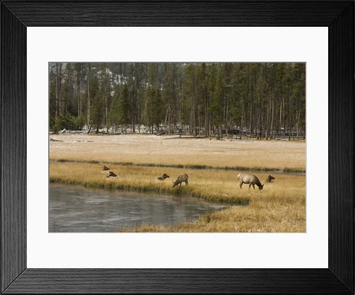 Framed Print : SP022148. Elk, Firehole River, Yellowstone National Park Framed Print : SP022148. Elk, Firehole River, Yellowstone National Park