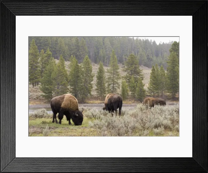 Framed Print : SP022048. Bisons, Yellowstone National Park, UNESCO World Heritage Site Framed Print : SP022048. Bisons, Yellowstone National Park, UNESCO World Heritage Site