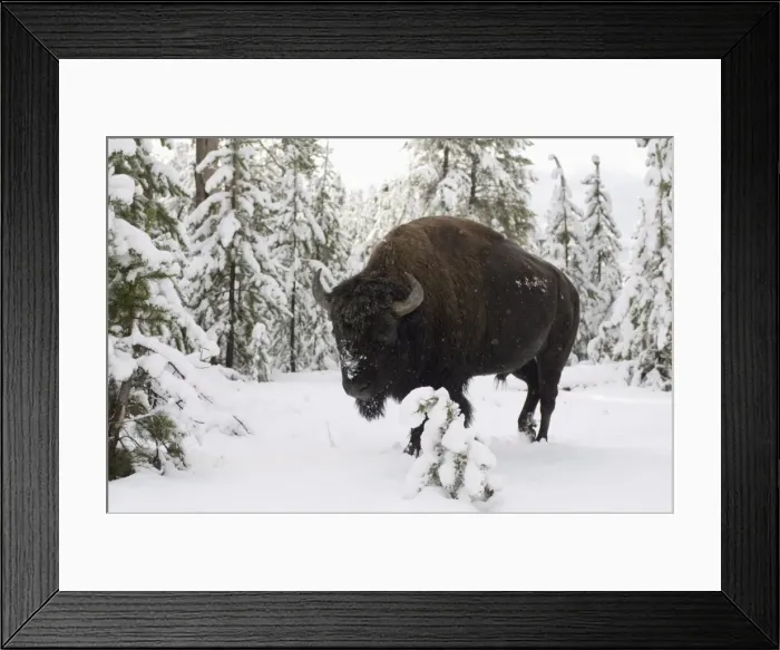 Framed Print : SP022289. Bison, Yellowstone Lake area, Yellowstone National Park Framed Print : SP022289. Bison, Yellowstone Lake area, Yellowstone National Park