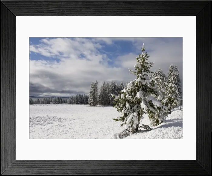Framed Print : SP022299. Yellowstone National Park area in winter Framed Print : SP022299. Yellowstone National Park area in winter