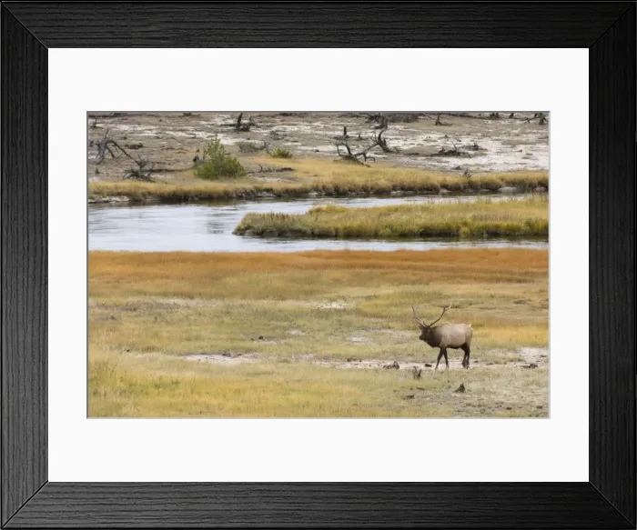 Framed Print : SP022201. Bull elk near Firehole River, Yellowstone National Park