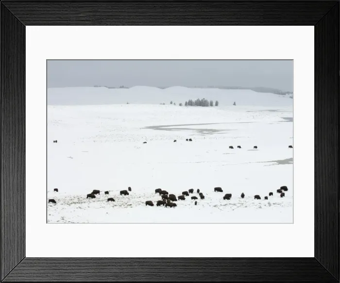 Framed Print : SP022336. Bison herd in snow covered field, Hayden Valley Framed Print : SP022336. Bison herd in snow covered field, Hayden Valley