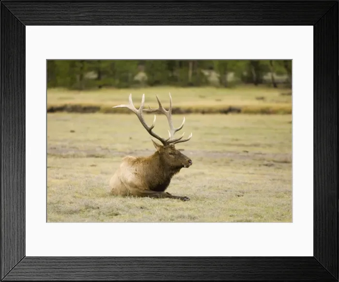 Framed Print : SP022271. Bull elk, Yellowstone National Park Framed Print : SP022271. Bull elk, Yellowstone National Park