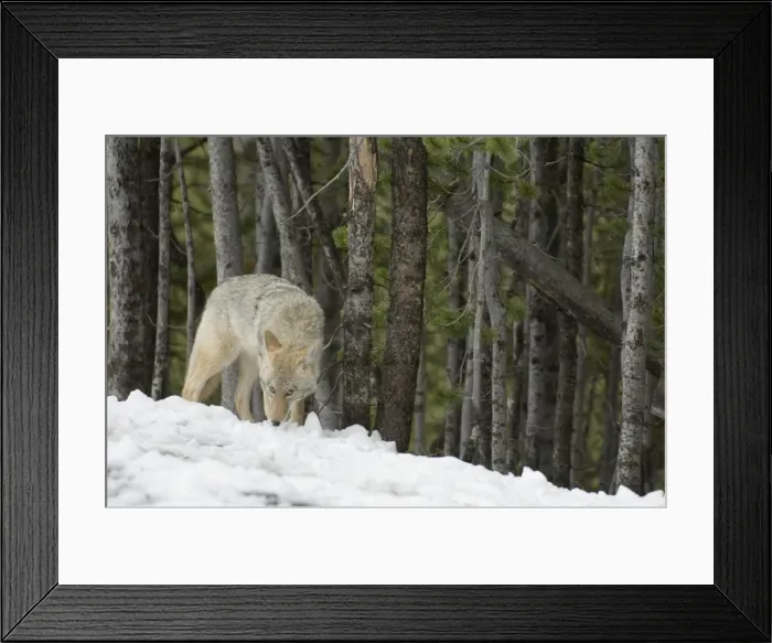 Framed Print : SP022273. Coyote, Yellowstone National Park, UNESCO World Heritage Site Framed Print : SP022273. Coyote, Yellowstone National Park, UNESCO World Heritage Site