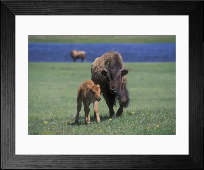 Framed Print : Bison and calf Framed Print : Bison and calf