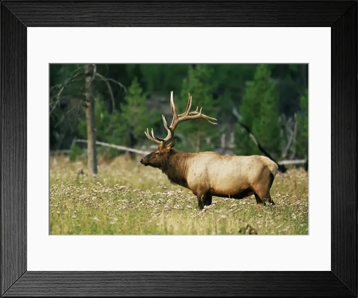 Framed Print : Male elk (Cervus canadensis) Framed Print : Male elk (Cervus canadensis)