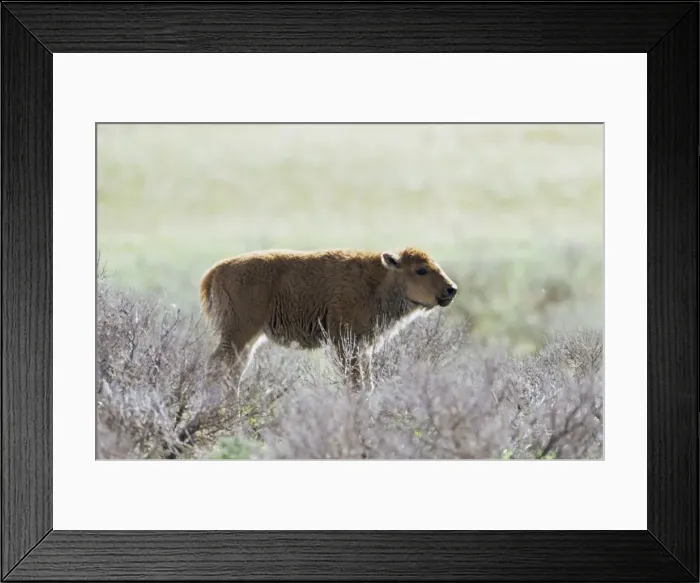 Framed Print : Bison calf (Bison bison) Framed Print : Bison calf (Bison bison)