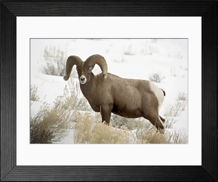 Framed Print : Bighorn sheep (Ovis canadensis) ram in the snow Framed Print : Bighorn sheep (Ovis canadensis) ram in the snow