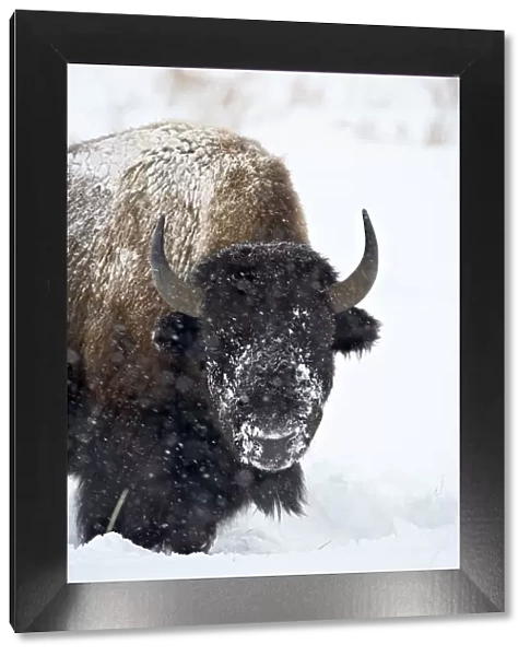 Bison (Bison bison) in a snowstorm