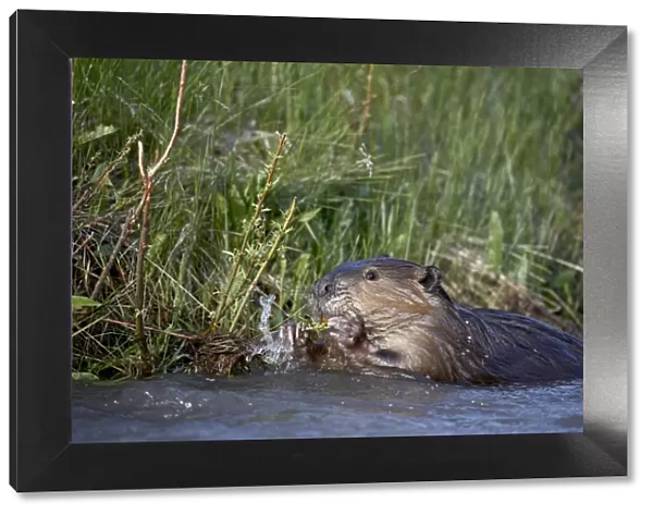 Beaver (Castor canadensis) feeding in Soda Butte Creek