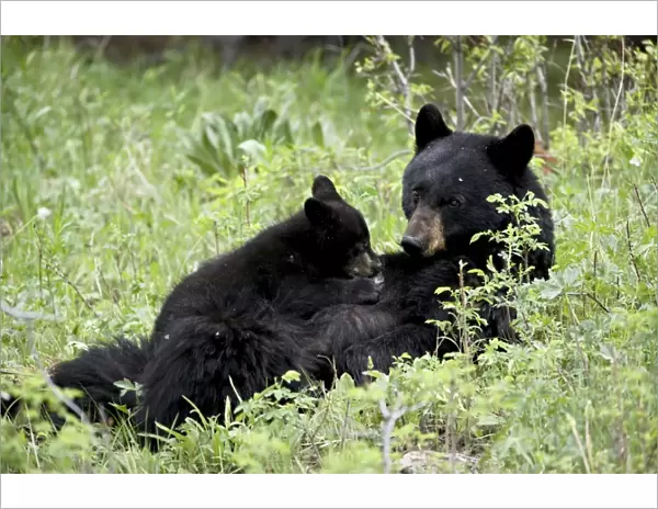 Black bear (Ursus americanus) sow nursing a spring cub