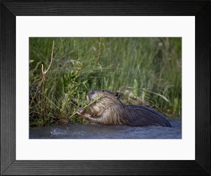 Framed Print : 27397_work