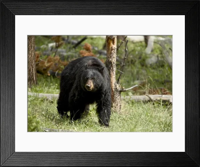 Framed Print : 27399_work